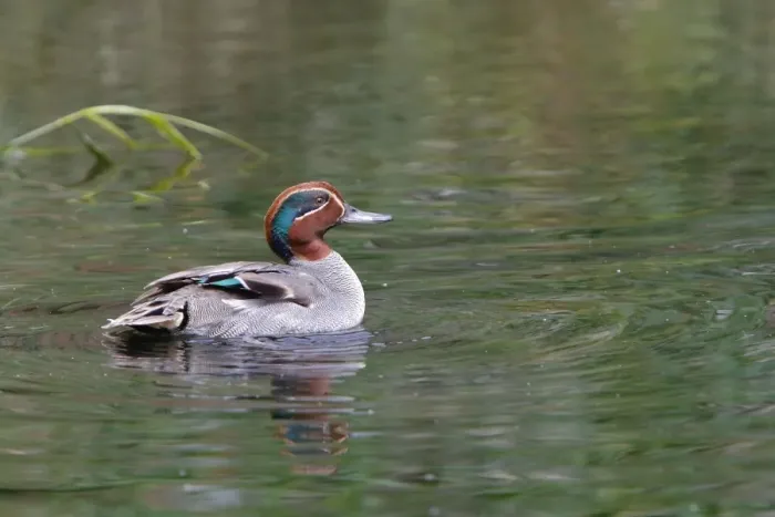 Framed Print : Common Teal - male in water. Pensthorpe - Norfolk - UK Framed Print : Common Teal - male in water. Pensthorpe - Norfolk - UK