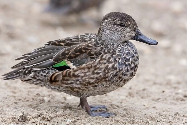 Common Teal - Single adult female standing on sand. Norfolk, England