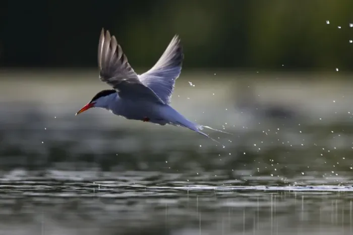 Framed Print : Common Tern Framed Print : Common Tern