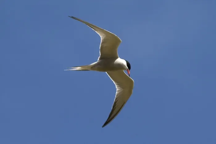 Framed Print : Common Tern - adult Isles of Scilly, July Framed Print : Common Tern - adult Isles of Scilly, July
