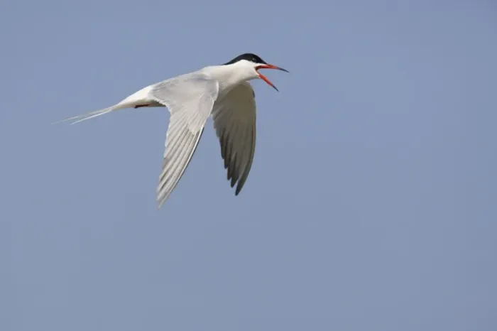 Framed Print : Common Tern - Calling in flight Sterna hirundo Texel, Netherlands BI014112