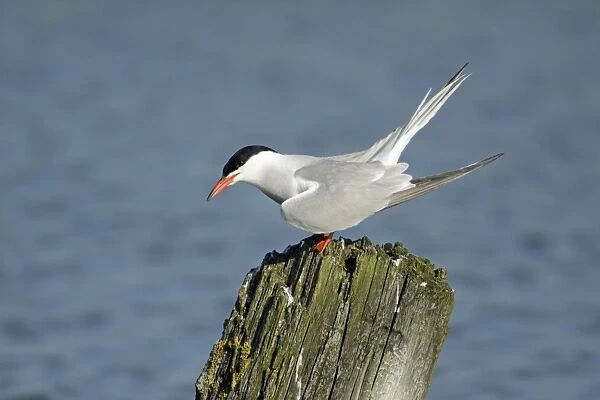 Common Tern, - calling from post and courtship displaying, Island of Texel, Holland