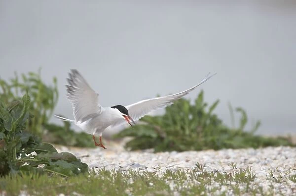Common Tern - Coming in to land at breeding site Sterna hirundo Texel, Netherlands BI014098