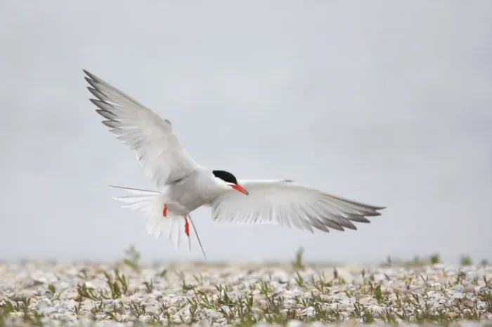 Framed Print : Common Tern - Coming in to land at breeding site Sterna hirundo Texel, Netherlands BI014095 Framed Print : Common Tern - Coming in to land at breeding site Sterna hirundo Texel, Netherlands BI014095