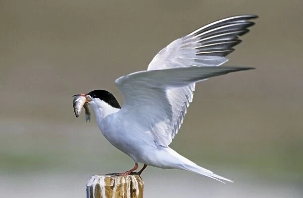 Common Tern - with fish in beak and with wings open - Belgium