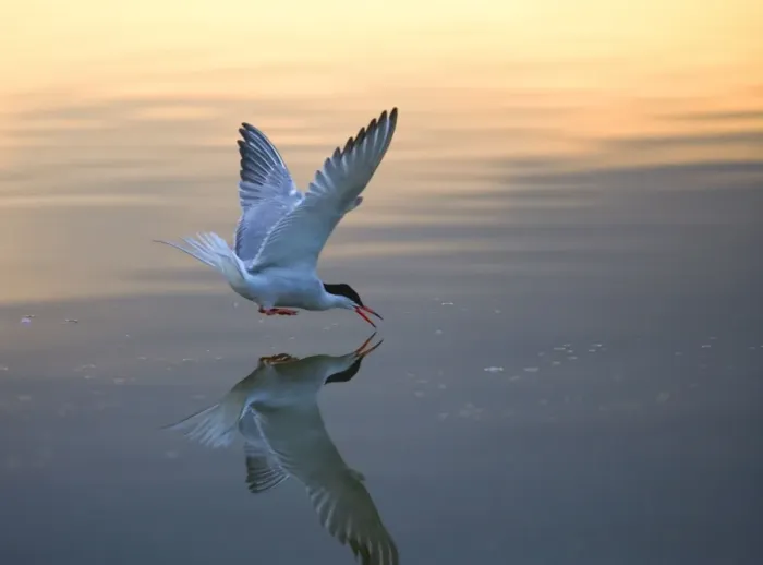 Framed Print : Common Tern fishing at sunset Bedfordshire UK 005012 Framed Print : Common Tern fishing at sunset Bedfordshire UK 005012