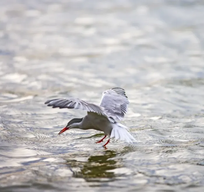 Framed Print : Common tern fishing at sunset Bedfordshire UK 005032 Framed Print : Common tern fishing at sunset Bedfordshire UK 005032