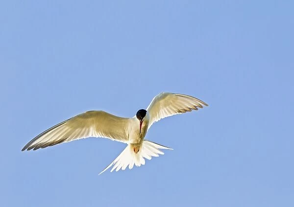 Common Tern - in flight - Bedfordshire UK 12021