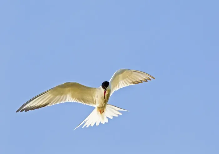 Framed Print : Common Tern - in flight - Bedfordshire UK 12021 Framed Print : Common Tern - in flight - Bedfordshire UK 12021