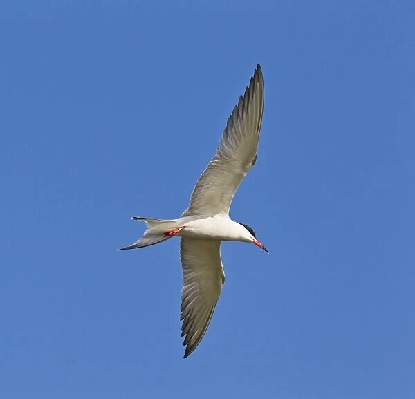 Common Tern - in flight - Bedfordshire UK 12053