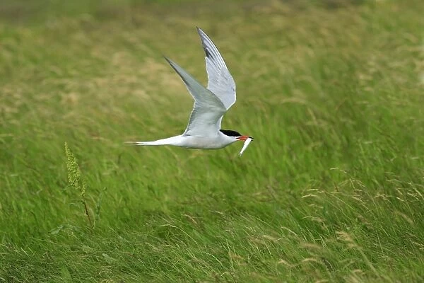 Common Tern - in flight, with fish in beak, Texel, Holland