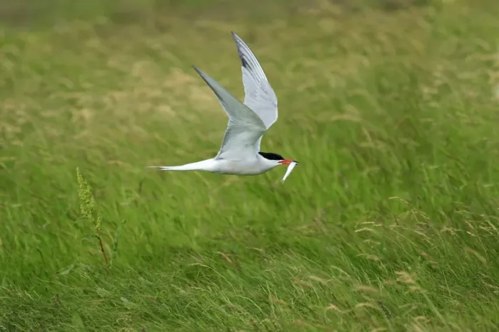 Framed Print : Common Tern - in flight, with fish in beak, Texel, Holland Framed Print : Common Tern - in flight, with fish in beak, Texel, Holland