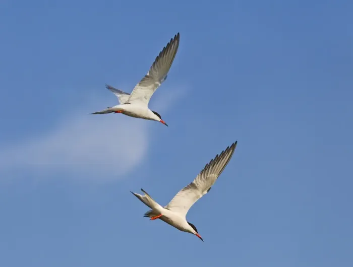 Framed Print : Common Tern - in flight fishing - Bedfordshire UK - digitally altered 12043 Framed Print : Common Tern - in flight fishing - Bedfordshire UK - digitally altered 12043