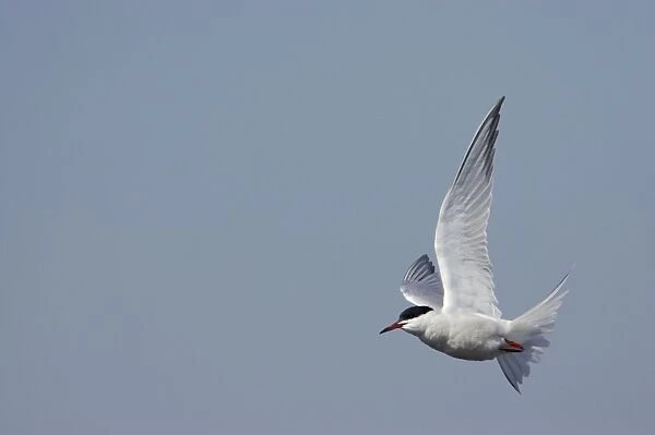 Common Tern - In flight Minsmere, Suffolk, UK BI009861