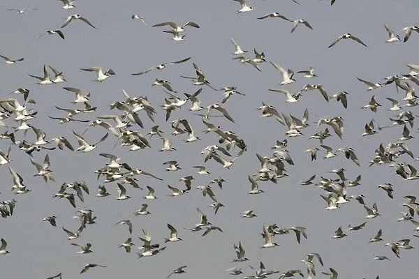 Common Tern - flock in flight - Seashore - Atlantic Coast - Namibia - Africa