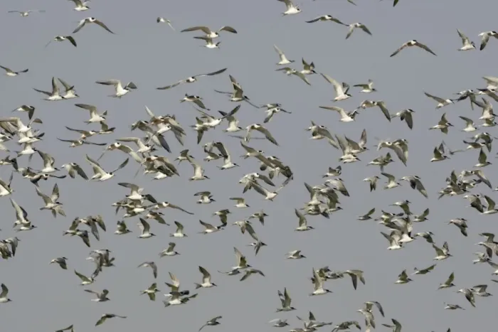 Framed Print : Common Tern - flock in flight - Seashore - Atlantic Coast - Namibia - Africa Framed Print : Common Tern - flock in flight - Seashore - Atlantic Coast - Namibia - Africa