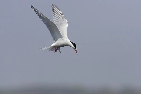 Common Tern - Hovering whilst hunting for fish Minsmere, Suffolk, UK BI009842