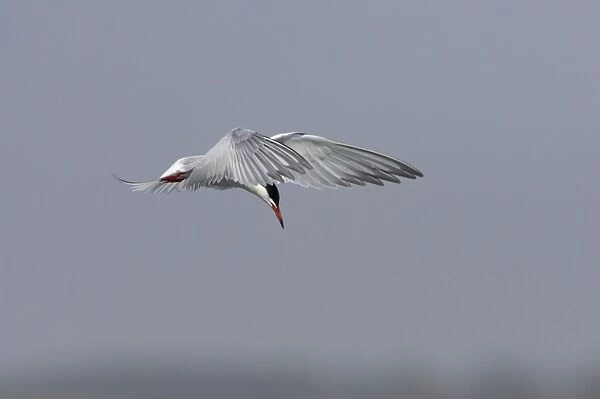 Common Tern - Hovering whilst hunting for fish Minsmere, Suffolk, UK BI009844