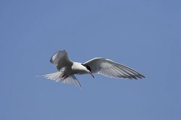 Common Tern - Hovering whilst hunting for fish Minsmere, Suffolk, UK BI009857