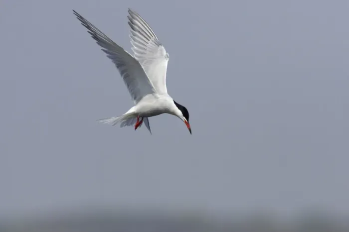 Framed Print : Common Tern - Hovering whilst hunting for fish Minsmere, Suffolk, UK BI009842 Framed Print : Common Tern - Hovering whilst hunting for fish Minsmere, Suffolk, UK BI009842