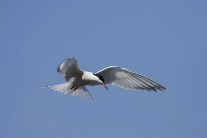 Framed Print : Common Tern - Hovering whilst hunting for fish Minsmere, Suffolk, UK BI009857 Framed Print : Common Tern - Hovering whilst hunting for fish Minsmere, Suffolk, UK BI009857