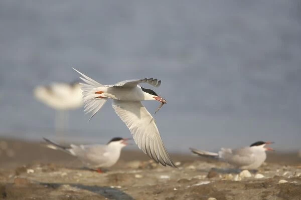 Common Tern - Male bringing food for female Sterna hirundo Texel, Netherlands BI014088