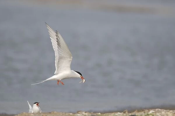 Common Tern - Male bringing food for female Sterna hirundo Texel, Netherlands BI014089