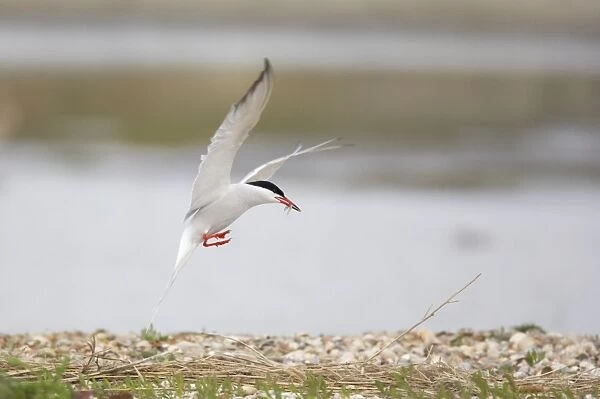 Common Tern - Male bringing food for female Sterna hirundo Texel, Netherlands BI014087