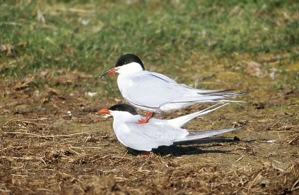 Common Tern - pair copulating