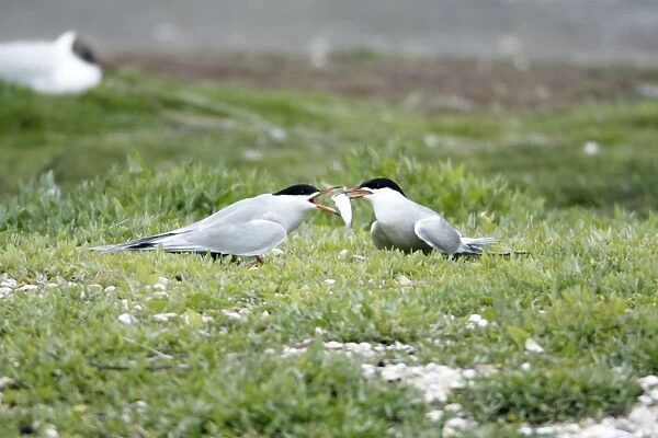 Common Tern, - pair courtship displaying, with fish offering, Island of Texel, Holland