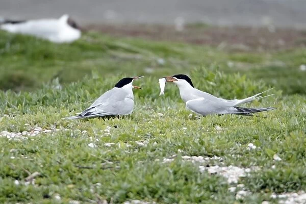 Common Tern - pair courtship displaying, with fish offering, Island of Texel, Holland
