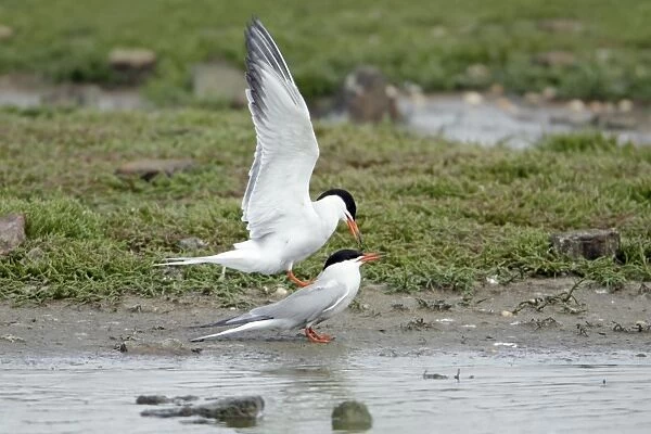 Common Tern, - pair mating during breeding season, Island of Texel, Holland