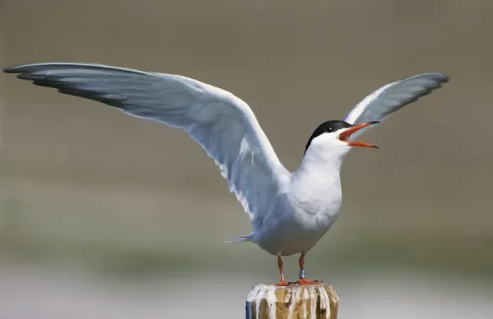 Framed Print : Common Tern - screaming with open wings - Belgium Framed Print : Common Tern - screaming with open wings - Belgium