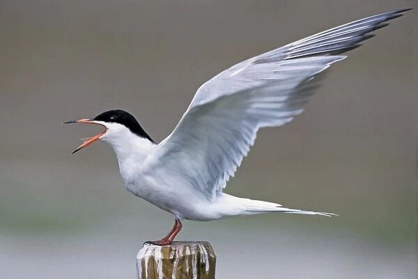 Common Tern - screaming with open wings - Belgium