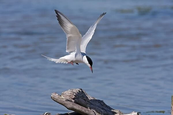 Common Tern - Single adult in flight about to land on a log, Dorset, England, UK