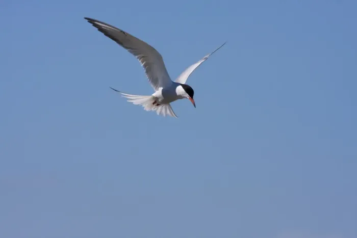 Framed Print : Common Tern - Single adult hovering. Dorset, England, UK Framed Print : Common Tern - Single adult hovering. Dorset, England, UK