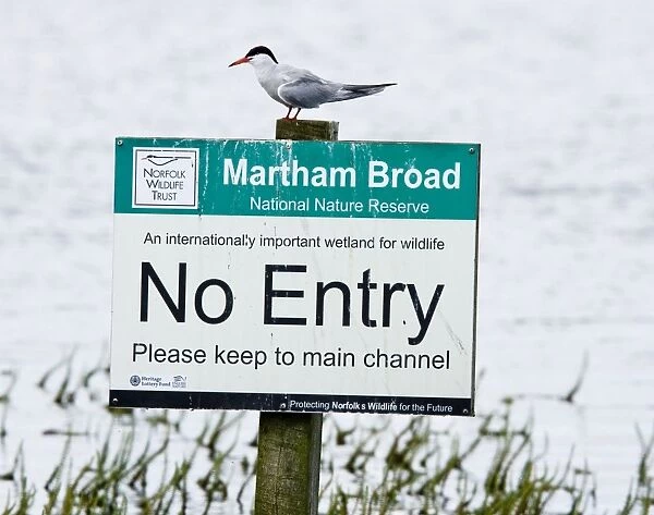 Common Tern - sitting on Nature Reserve 'No Entry' sign - Martham Broad - Norfolk - UK