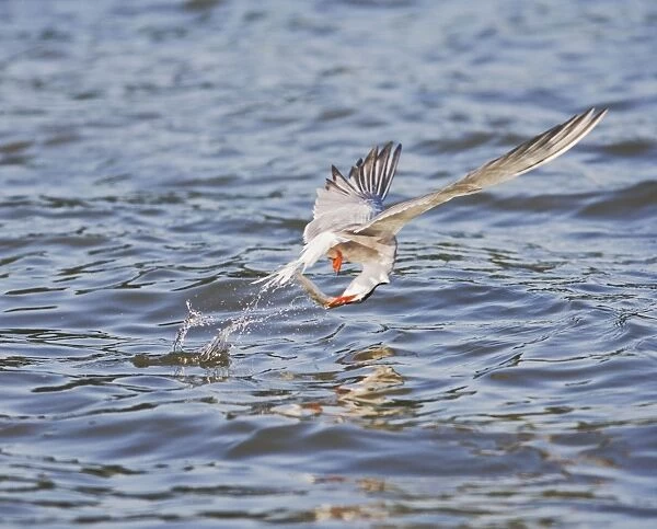 Common tern – takes fish Bedfordshire UK 004920