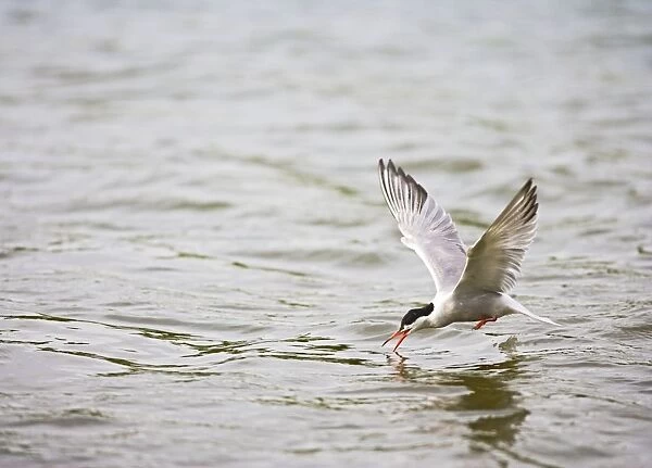 Common tern takes fish Bedfordshire UK 005023