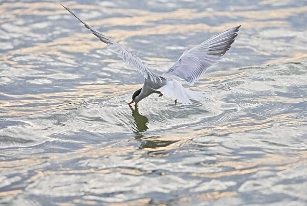 Common Tern – takes fish at sunset Bedfordshire UK 004879