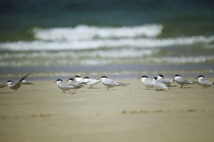 Framed Print : Common Terns - with 2 Roseate Terns Framed Print : Common Terns - with 2 Roseate Terns