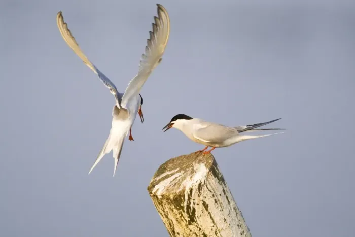 Framed Print : Common Terns - courtship feeding - Hickling Broad - Norfolk - England Framed Print : Common Terns - courtship feeding - Hickling Broad - Norfolk - England