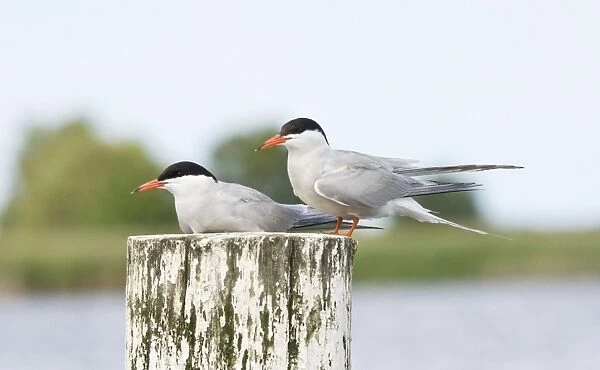 Common Terns - pair sitting on post - Martham Broad - Norfolk - UK
