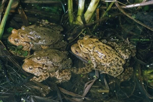 Common Toad - 3 pairs mating in pond