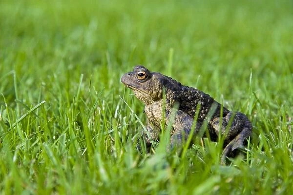 Common Toad - Adult female sitting in grass. Wiltshire, England, UK