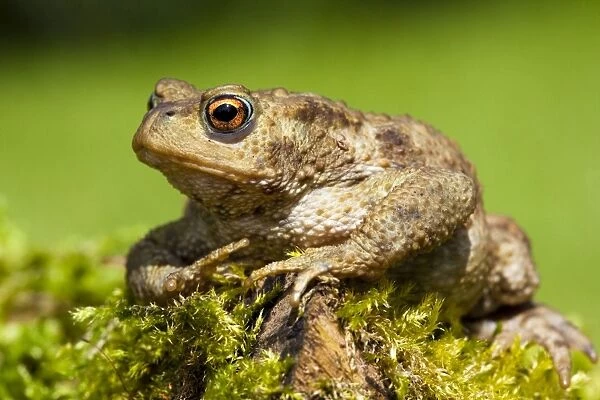 Common Toad - Adult female sitting on moss covered log, Wiltshire, England, UK