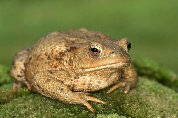 Common Toad Alsace, France