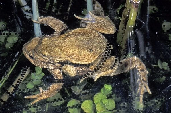 Common Toad - Amplexus with spawn - Switzerland