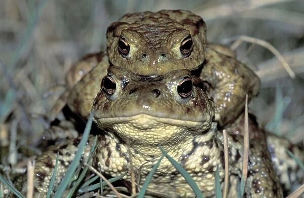 Common Toad - Amplexus - Switzerland