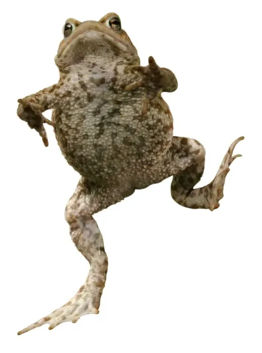 Framed Print : Common Toad BB 599-M Mr Toad Bufo bufo © Brian Bevan / ardea. com Framed Print : Common Toad BB 599-M Mr Toad Bufo bufo © Brian Bevan / ardea. com